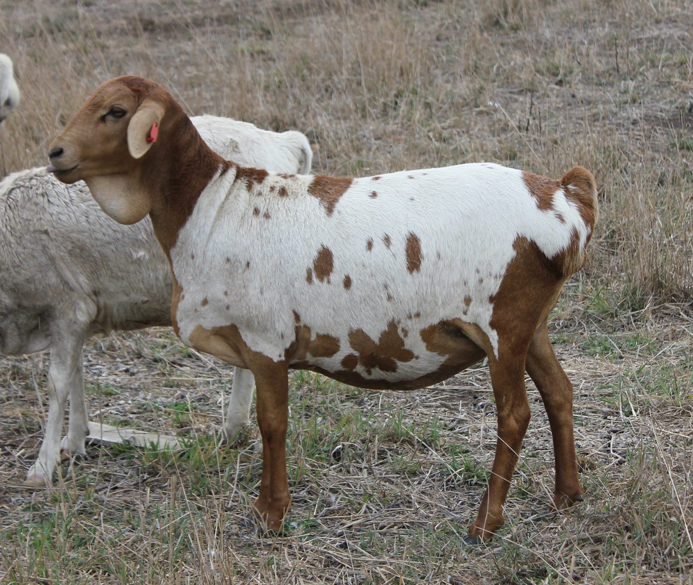 Coolibah Nugget