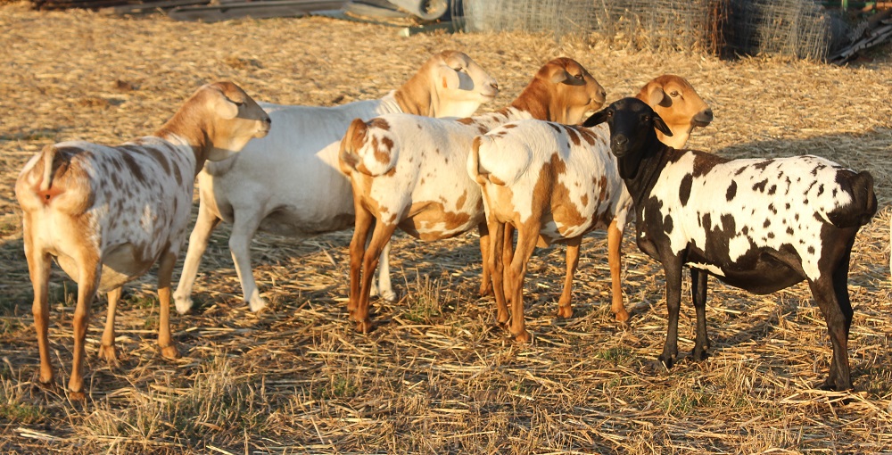 Coolibah Ruby, Coolibah Chorus Girl, Coolibah Laura, Genelink Blondie and Coolibah Nugget, late Summer 2014