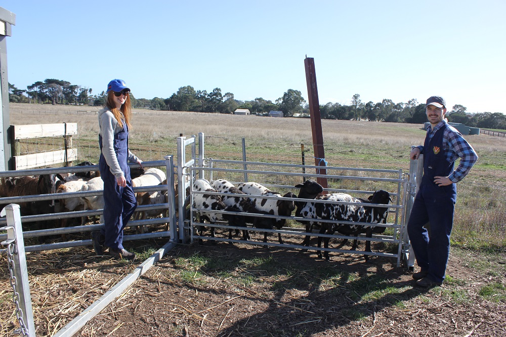 Dr James Walker and Dr Isabel Taylor from the University of Melbourne perform a routine health check on some Coolibah ewes prior to mating , Autumn 2015
