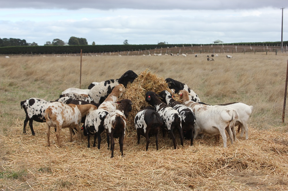 Persians relish oaten hay and feeding it encourages rumination and good digestion