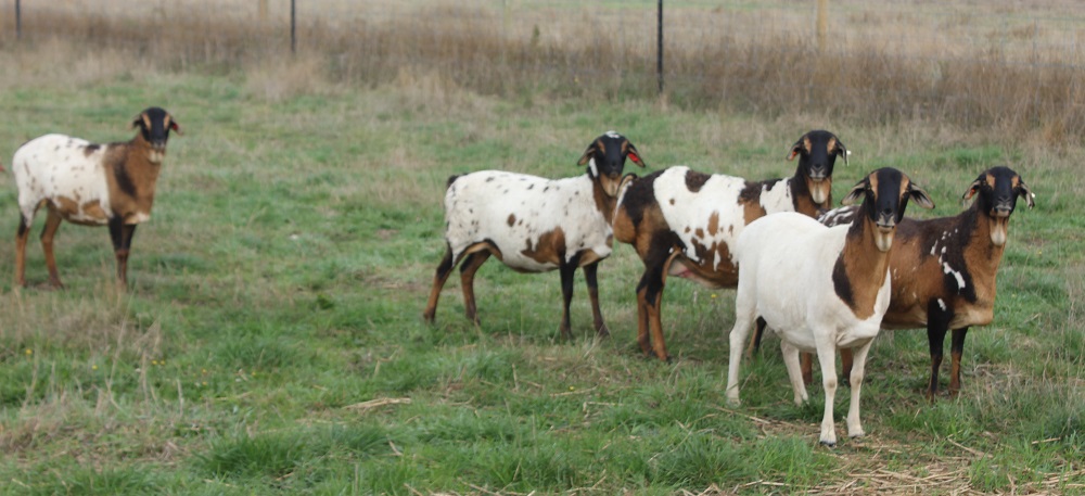 Five Tricolour Ewes,  Autumn 2015