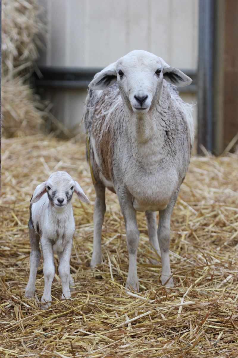 Stud Persian Sheep  Coolibah Pearl with her 2 hour old lamb 29 /7/1