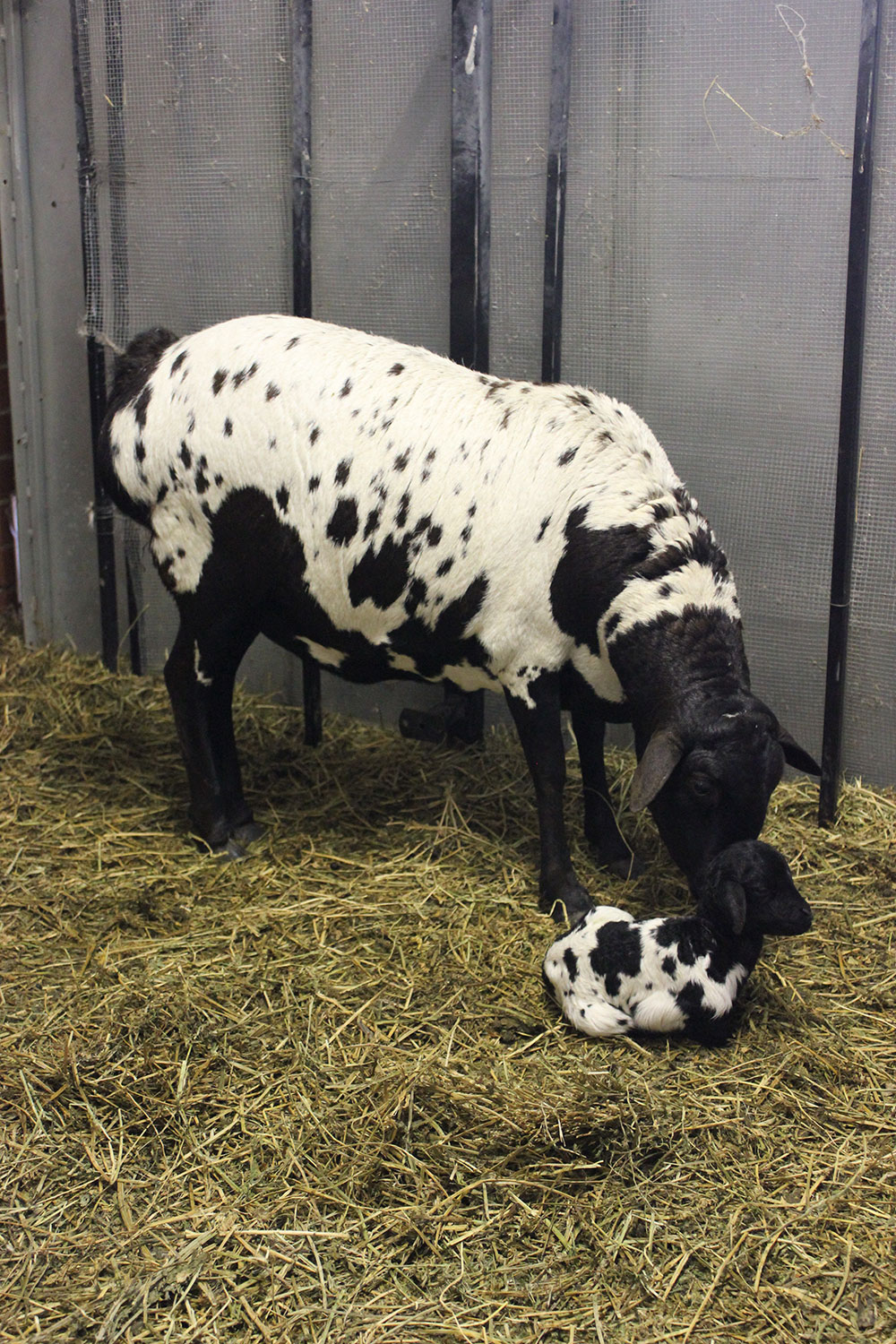 Black speckled Persian ewe with her new born lamb