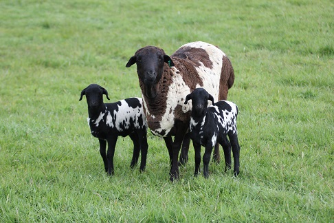 Stud Sheep Genelink Patches with her twin ewe lambs, September 2014