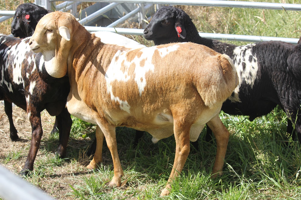 Stud Ram Coolibah Leo. Red Speckle Ram. A son of Genelink Sirocco