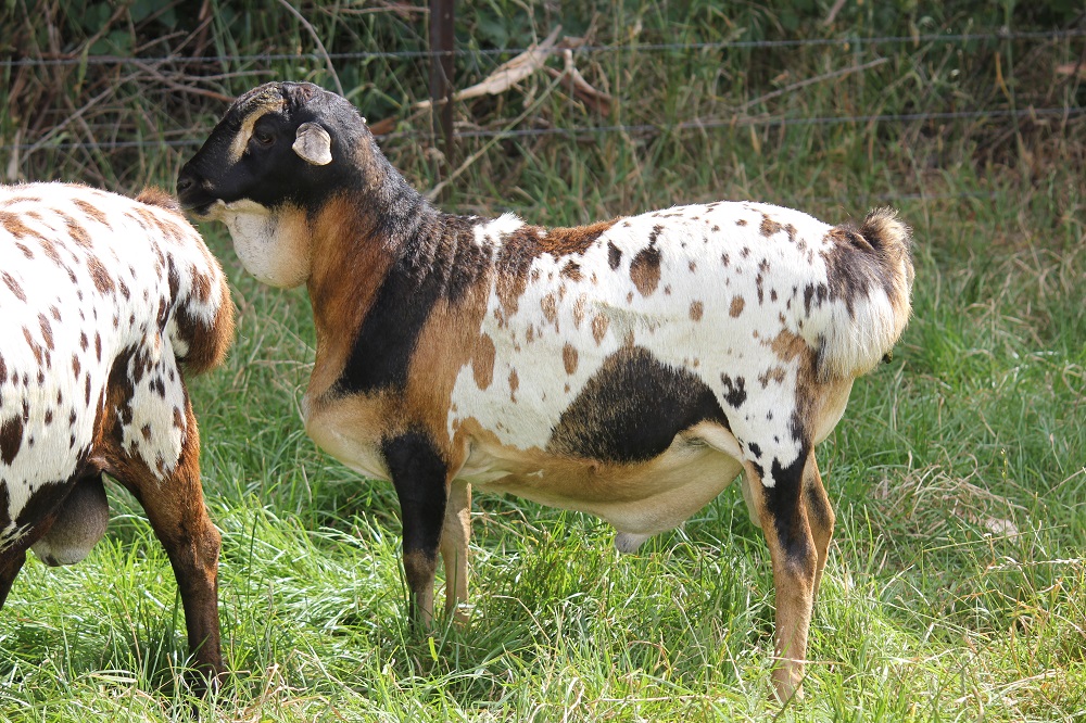 Stud ram Coolibah Zulu. Tricolour Speckle Ram. A son of Genelink Tricolour