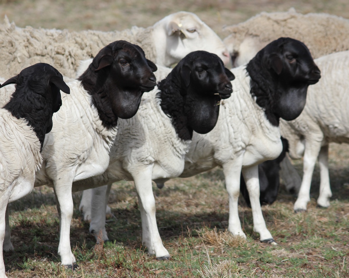 Young import ram and ewes