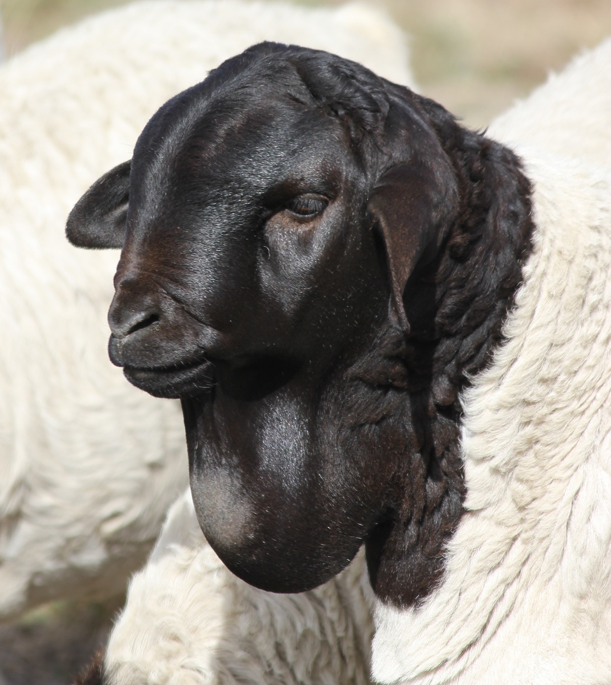 Young import Persian ram