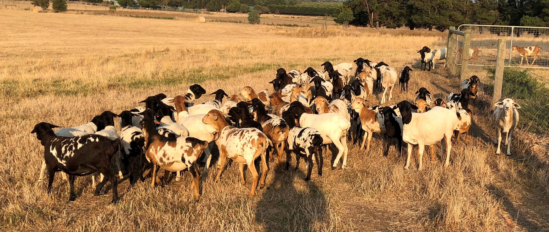 Ewe lambs , all daughters of imported ram “Coolibah The African “ born 2018