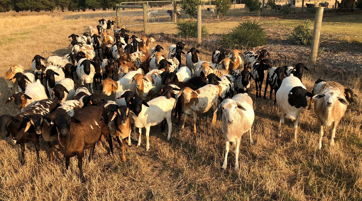 Ewe lambs , all daughters of imported ram “Coolibah The African “ born 2018